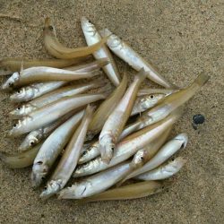 宮津江尻でピンギスラッシュ